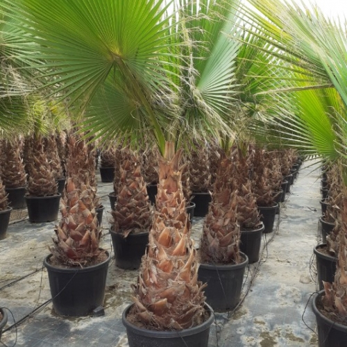 Washingtonia robusta 100/125cm h tr