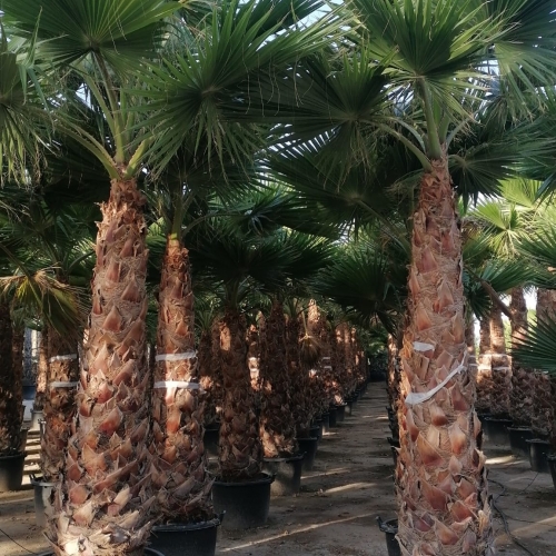 Washingtonia robusta 175/200cm h tr