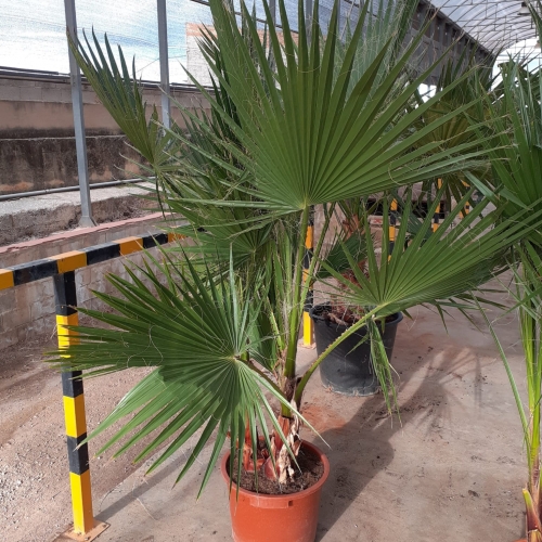 Washingtonia robusta 20/25 L - MULTITRONCO