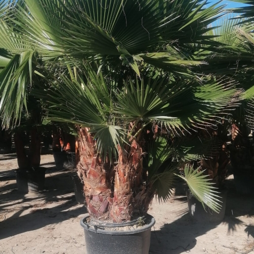 Washingtonia robusta 200/320 L - MULTITRONCO