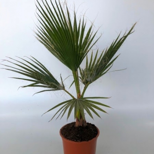 Washingtonia robusta 5 L