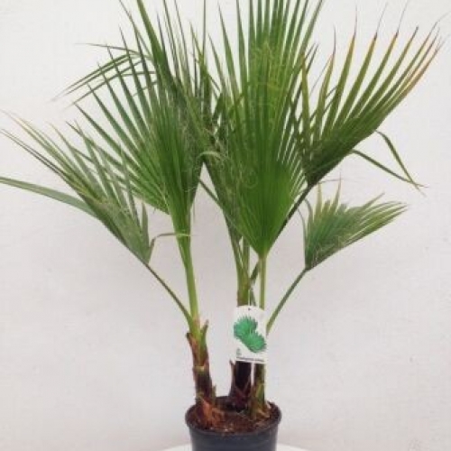 Washingtonia robusta 5L - MULTITRONCO