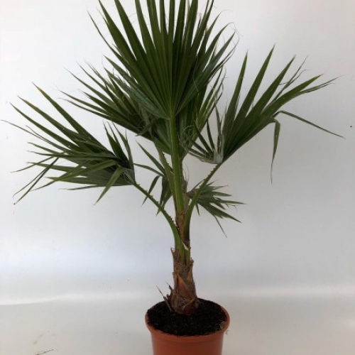Washingtonia robusta 8/10 L