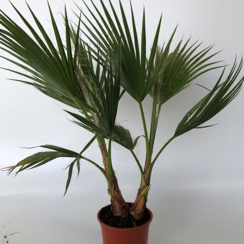 Washingtonia robusta 8/10 L - MULTITRONCO