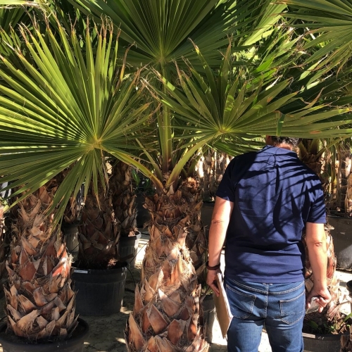 Washingtonia robusta 80/100cm h tr