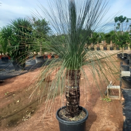 Xanthorrhoea glauca - 80/100cm h tr