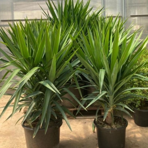 Yucca elephantipes 20/25 L - MULTITRONCO