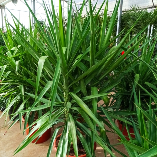 Yucca elephantipes 45/50L - MULTITRONCO
