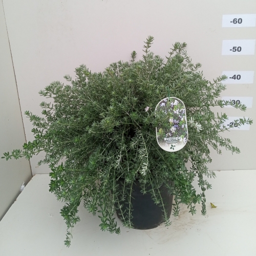 Westringia fruticosa 8/10 L