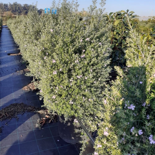 Westringia longifolia 20/25 L