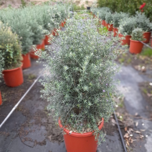 Westringia longifolia 8/10 L
