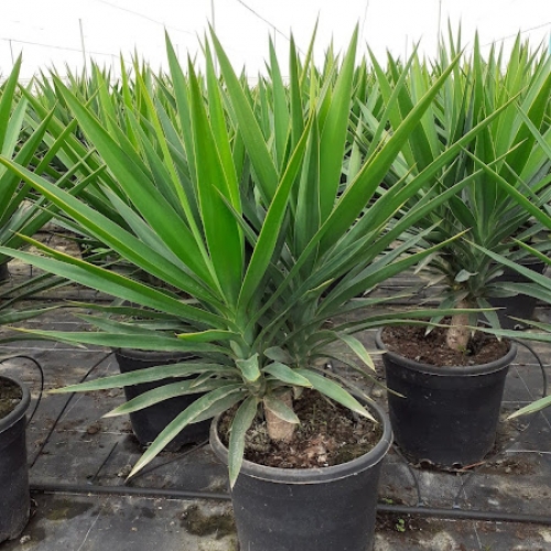 Yucca elephantipes 8/10 L