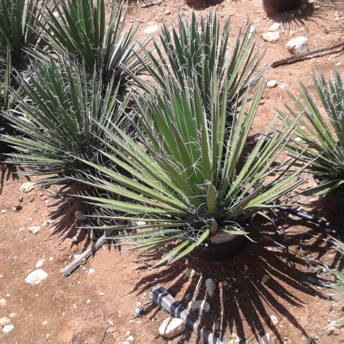 Yucca filifera 8/10 L