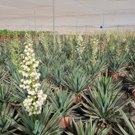 Yucca gloriosa variegata 15 L
