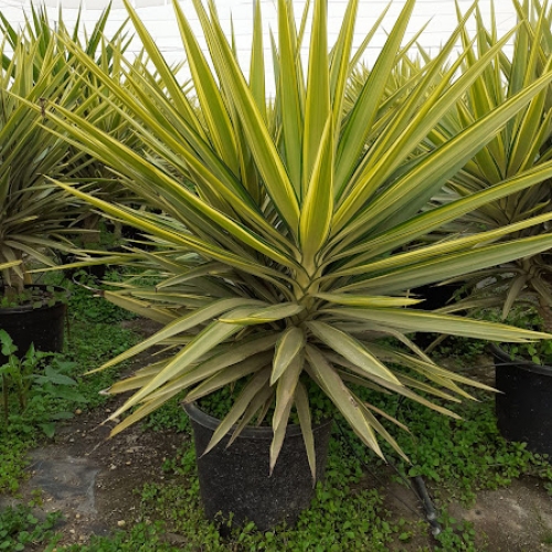 Yucca jewell 15 L - SIMPLE