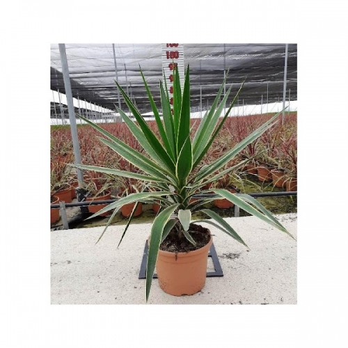 Yucca puck 8/10 L