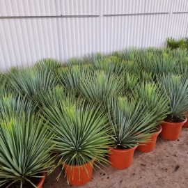 Yucca rostrata 15 L