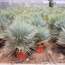 Yucca rostrata 20/25 L