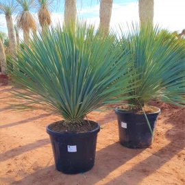 Yucca rostrata 30/40L