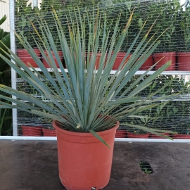 Yucca rostrata 5 L