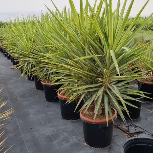 Yucca jewell 20/25 L