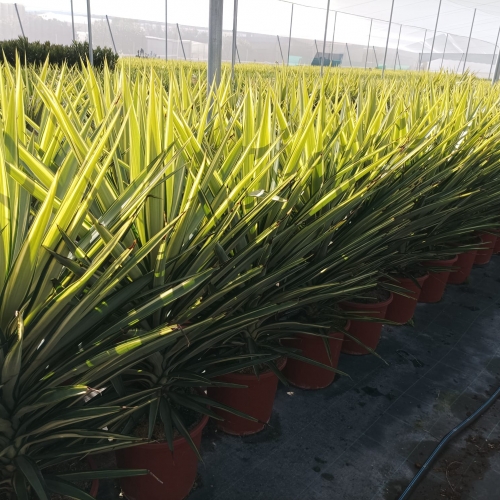 Yucca jewell 8/10 L